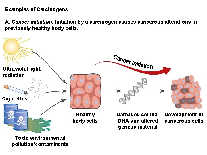 Examples of Carcinogens A. Cancer initiation. Initiation by a carcinogen causes cancerous alterations in Examples of Carcinogens A. Cancer initiation. Initiation by a carcinogen causes cancerous alterations in