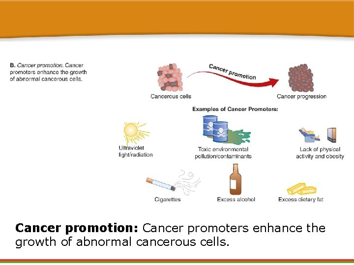 Cancer promotion: Cancer promoters enhance the growth of abnormal cancerous cells. Cancer promotion: Cancer promoters enhance the growth of abnormal cancerous cells.