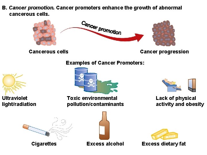 B. Cancer promotion. Cancer promoters enhance the growth of abnormal cancerous cells. Cancerous cells B. Cancer promotion. Cancer promoters enhance the growth of abnormal cancerous cells. Cancerous cells