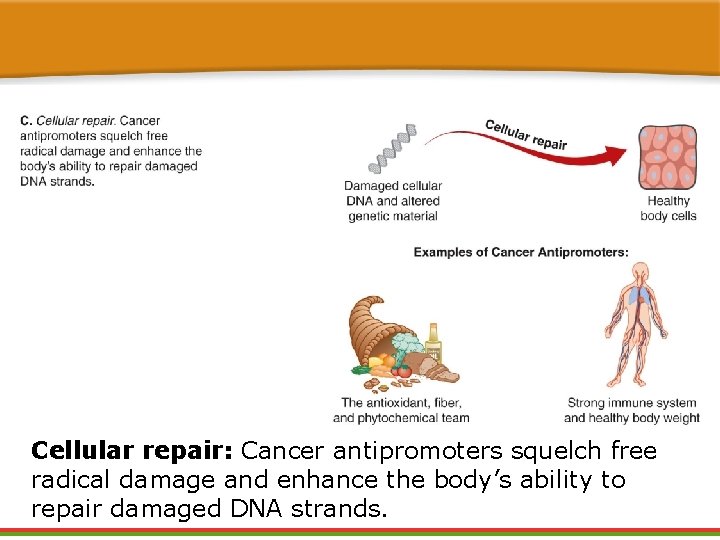 Cellular repair: Cancer antipromoters squelch free radical damage and enhance the body’s ability to Cellular repair: Cancer antipromoters squelch free radical damage and enhance the body’s ability to