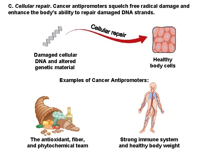 C. Cellular repair. Cancer antipromoters squelch free radical damage and enhance the body’s ability C. Cellular repair. Cancer antipromoters squelch free radical damage and enhance the body’s ability