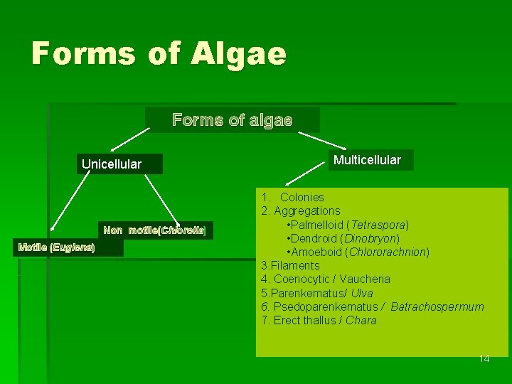 Forms of Algae Forms of algae Unicellular Non motile(Chlorella) Motile (Euglena) Multicellular 1. Colonies