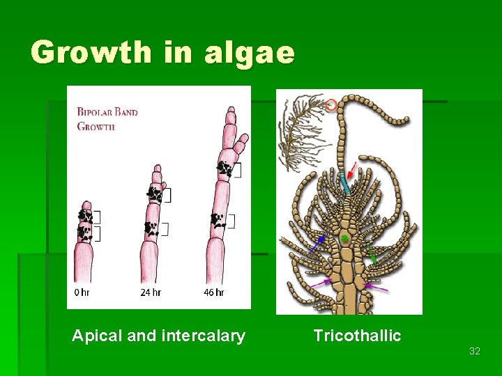 Growth in algae Apical and intercalary Tricothallic 32 