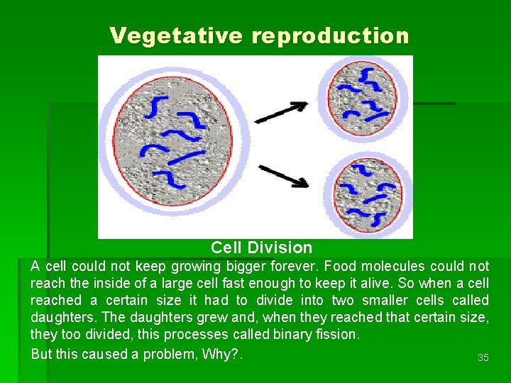 Vegetative reproduction Cell Division A cell could not keep growing bigger forever. Food molecules