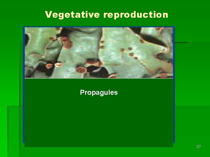 Vegetative reproduction Propagules 37 