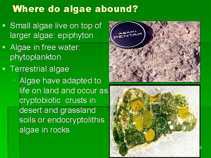 Where do algae abound? § Small algae live on top of larger algae: epiphyton