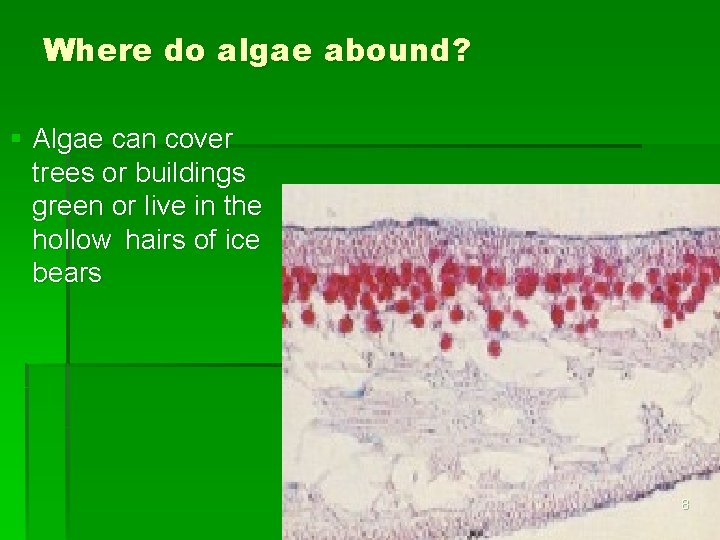 Where do algae abound? § Algae can cover trees or buildings green or live