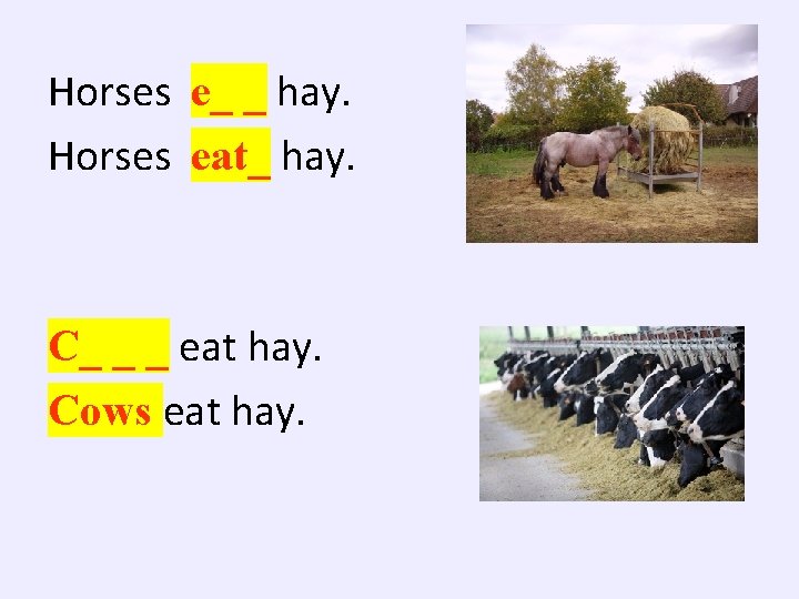 Horses e_ _ hay. Horses eat_ hay. C_ _ _ eat hay. Cows eat