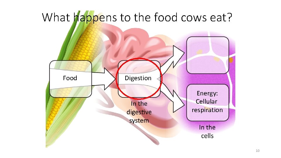 What happens to the food cows eat? Food Digestion Energy: Cellular respiration 10 