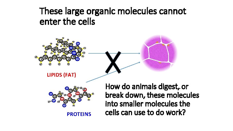 These large organic molecules cannot enter the cells LIPIDS (FAT) PROTEINS How do animals