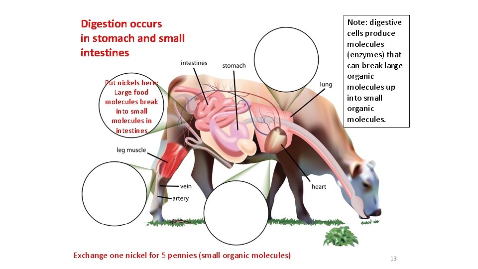 Digestion occurs in stomach and small intestines Put nickels here: Large food molecules break