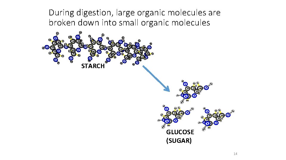 During digestion, large organic molecules are broken down into small organic molecules STARCH GLUCOSE