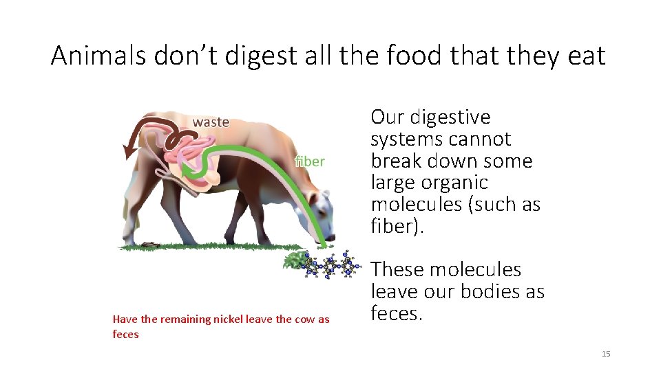 Animals don’t digest all the food that they eat Our digestive systems cannot break