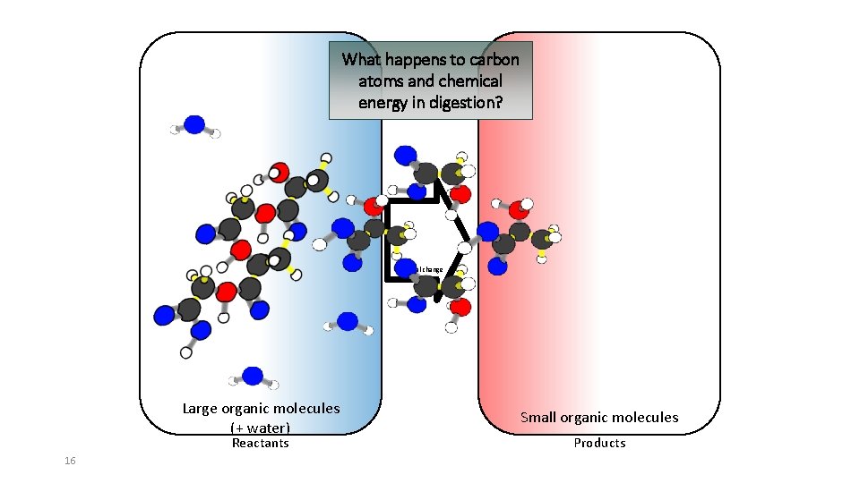 What happens to carbon atoms and chemical energy in digestion? Chemical change Large organic