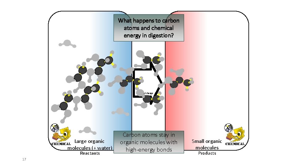 What happens to carbon atoms and chemical energy in digestion? Chemical change Large organic