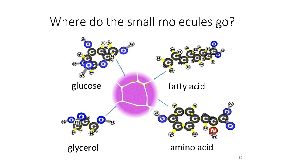 Where do the small molecules go? glucose glycerol fatty acid amino acid 19 