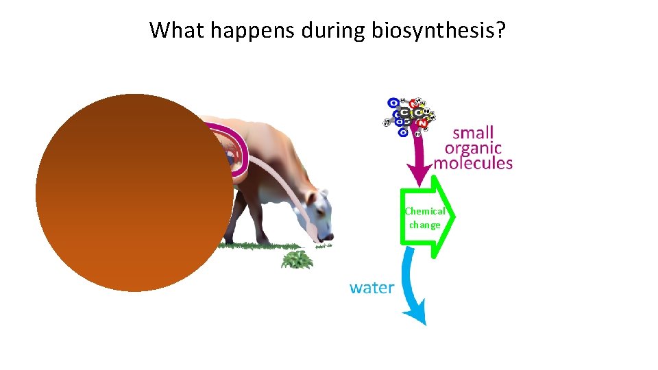 What happens during biosynthesis? Chemical change 