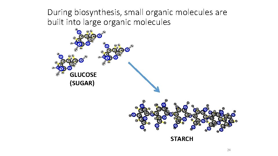 During biosynthesis, small organic molecules are built into large organic molecules GLUCOSE (SUGAR) STARCH