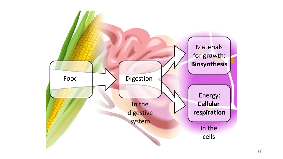 Materials for growth: Biosynthesis Food Digestion Energy: Cellular respiration 33 