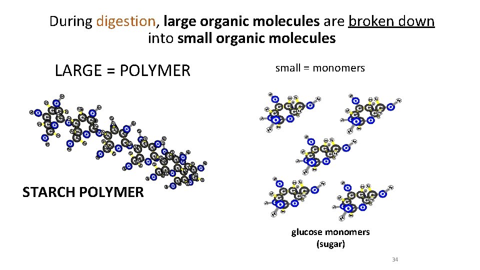 During digestion, large organic molecules are broken down into small organic molecules LARGE =