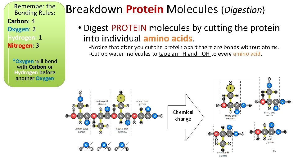 Remember the Bonding Rules: Carbon: 4 Oxygen: 2 Hydrogen: 1 Nitrogen: 3 Breakdown Protein
