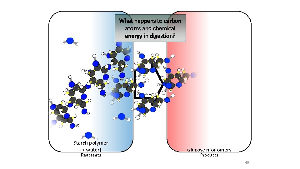 What happens to carbon atoms and chemical energy in digestion? Chemical change Starch polymer