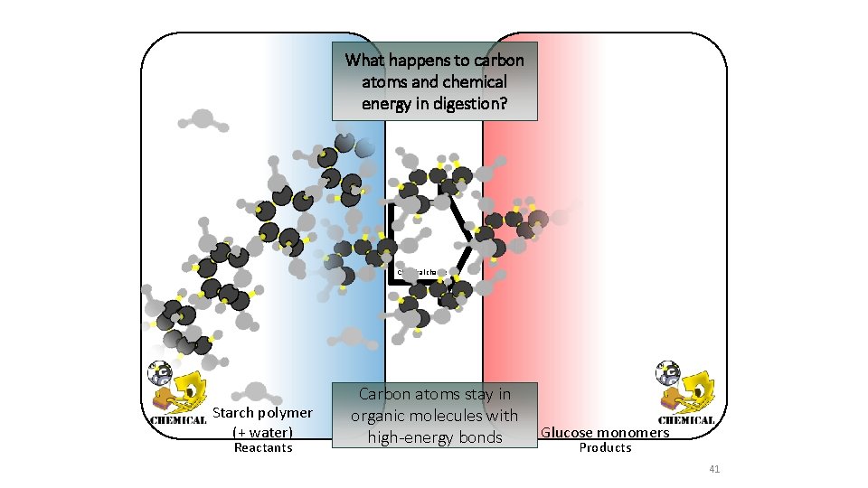 What happens to carbon atoms and chemical energy in digestion? Chemical change Starch polymer