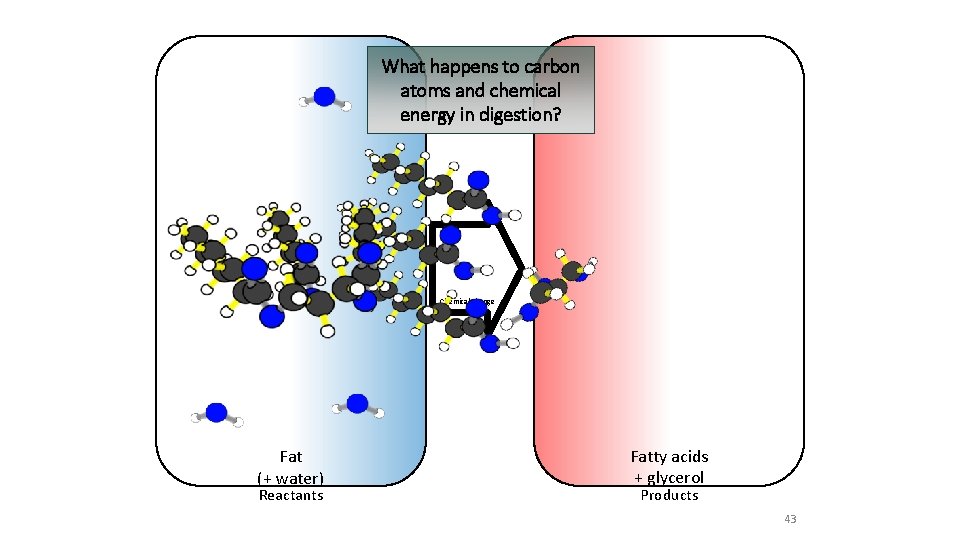 What happens to carbon atoms and chemical energy in digestion? Chemical change Fat (+