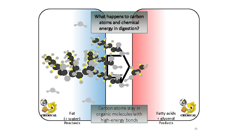 What happens to carbon atoms and chemical energy in digestion? Chemical change Fat (+