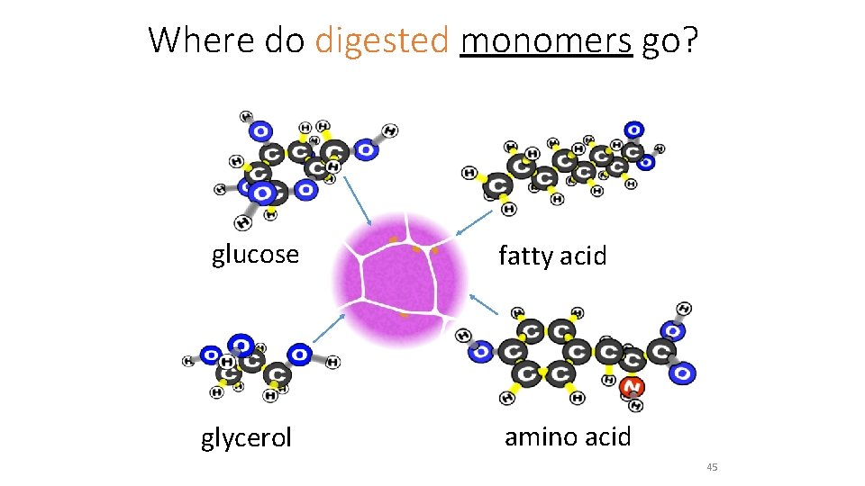 Where do digested monomers go? glucose glycerol fatty acid amino acid 45 