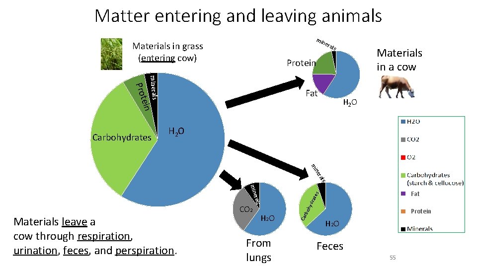 Matter entering and leaving animals min e Materials in grass (entering cow) rals Protein