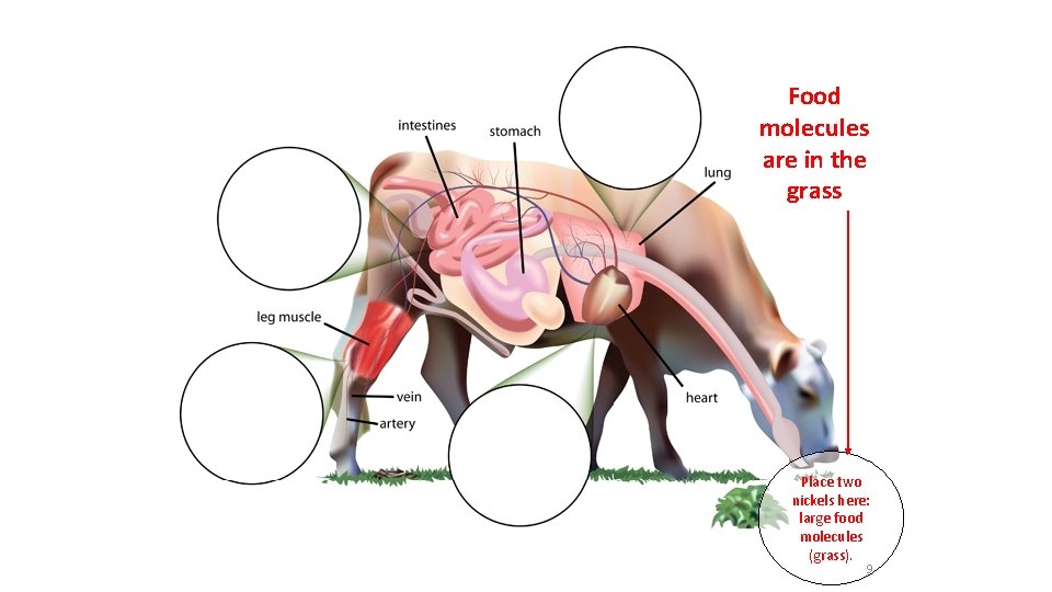 Food molecules are in the grass Place two nickels here: large food molecules (grass).