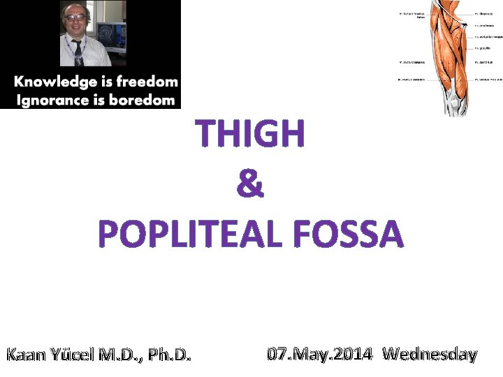 THIGH & POPLITEAL FOSSA Kaan Yücel M. D. , Ph. D. 07. May. 2014 THIGH & POPLITEAL FOSSA Kaan Yücel M. D. , Ph. D. 07. May. 2014