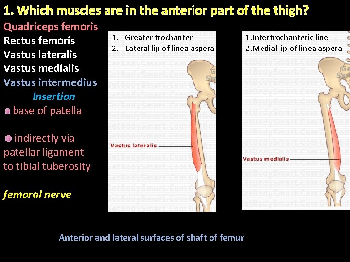 1. Which muscles are in the anterior part of the thigh? Quadriceps femoris Rectus 1. Which muscles are in the anterior part of the thigh? Quadriceps femoris Rectus