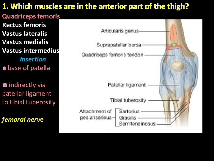 1. Which muscles are in the anterior part of the thigh? Quadriceps femoris Rectus 1. Which muscles are in the anterior part of the thigh? Quadriceps femoris Rectus