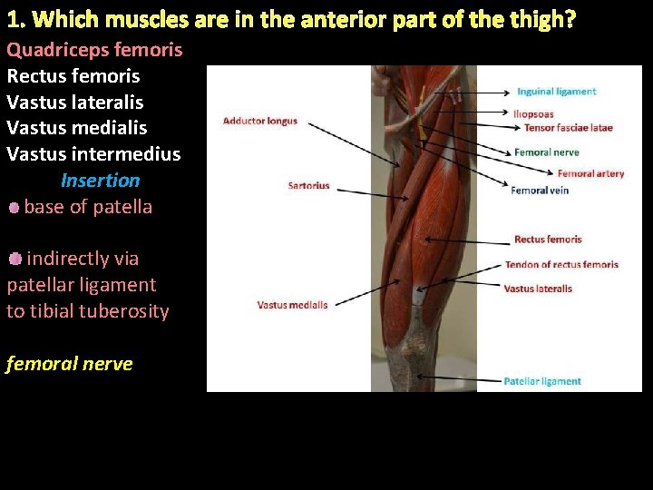 1. Which muscles are in the anterior part of the thigh? Quadriceps femoris Rectus 1. Which muscles are in the anterior part of the thigh? Quadriceps femoris Rectus