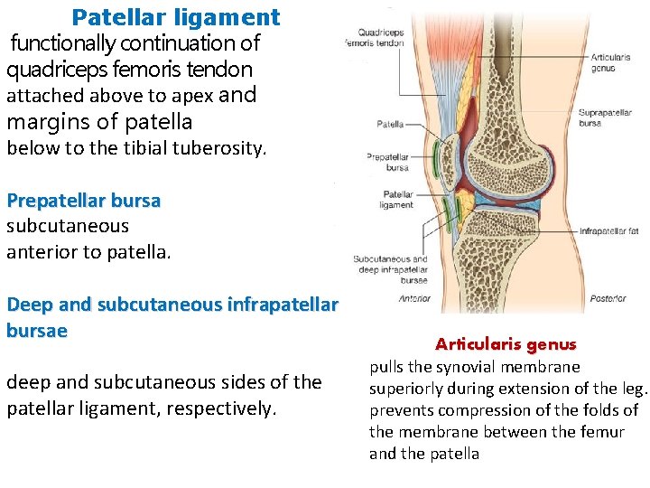 Patellar ligament functionally continuation of quadriceps femoris tendon attached above to apex and margins Patellar ligament functionally continuation of quadriceps femoris tendon attached above to apex and margins