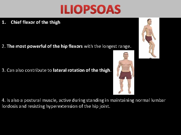 ILIOPSOAS 1. Chief flexor of the thigh 2. The most powerful of the hip ILIOPSOAS 1. Chief flexor of the thigh 2. The most powerful of the hip