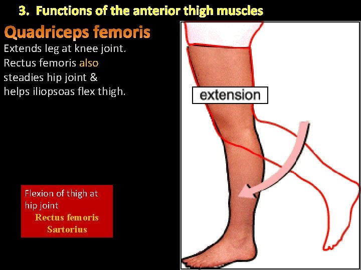 3. Functions of the anterior thigh muscles Extends leg at knee joint. Rectus femoris 3. Functions of the anterior thigh muscles Extends leg at knee joint. Rectus femoris