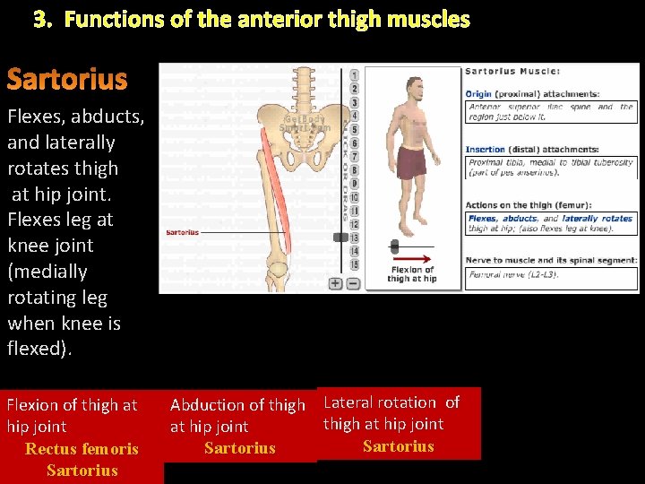 3. Functions of the anterior thigh muscles Flexes, abducts, and laterally rotates thigh at 3. Functions of the anterior thigh muscles Flexes, abducts, and laterally rotates thigh at