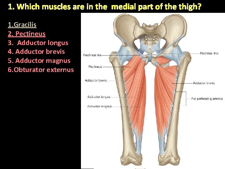 1. Which muscles are in the medial part of the thigh? 1. Gracilis 2. 1. Which muscles are in the medial part of the thigh? 1. Gracilis 2.