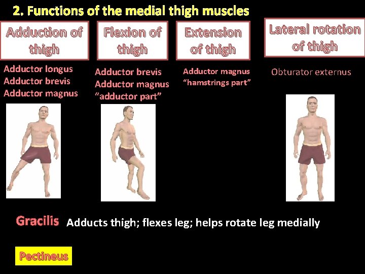 2. Functions of the medial thigh muscles Adduction of Flexion of Extension thigh of 2. Functions of the medial thigh muscles Adduction of Flexion of Extension thigh of