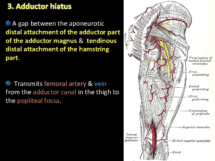 3. Adductor hiatus A gap between the aponeurotic distal attachment of the adductor part 3. Adductor hiatus A gap between the aponeurotic distal attachment of the adductor part