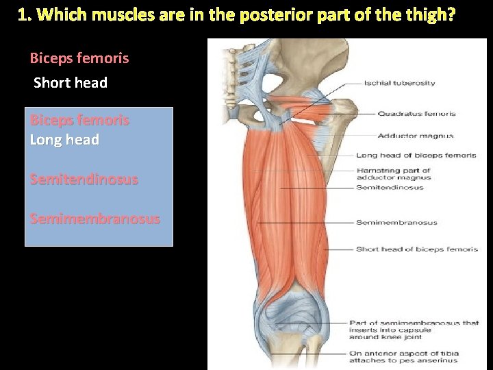 1. Which muscles are in the posterior part of the thigh? Biceps femoris Short 1. Which muscles are in the posterior part of the thigh? Biceps femoris Short