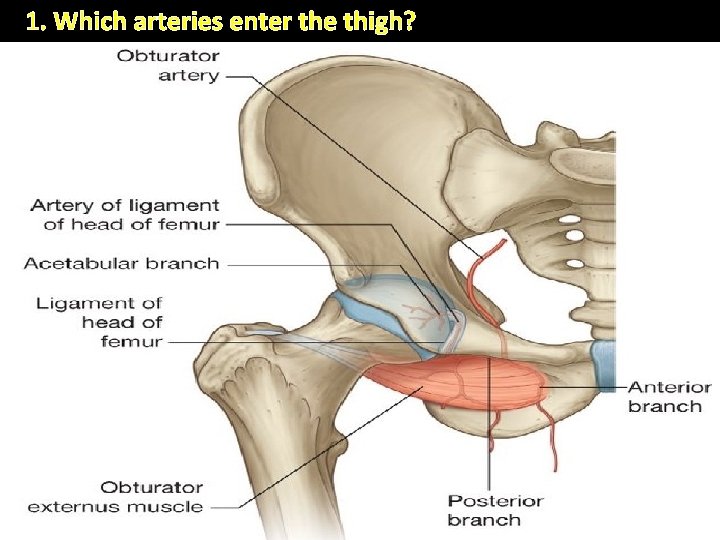1. Which arteries enter the thigh? Femoral artery largest & main artery of lower 1. Which arteries enter the thigh? Femoral artery largest & main artery of lower