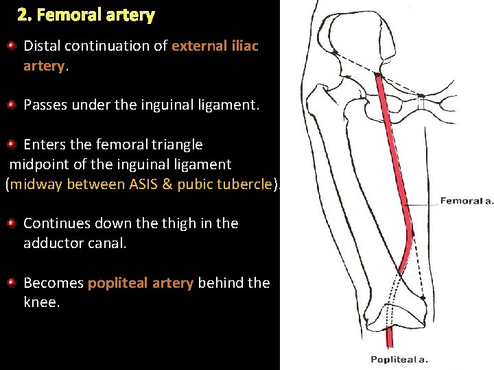 2. Femoral artery Distal continuation of external iliac artery Passes under the inguinal ligament. 2. Femoral artery Distal continuation of external iliac artery Passes under the inguinal ligament.