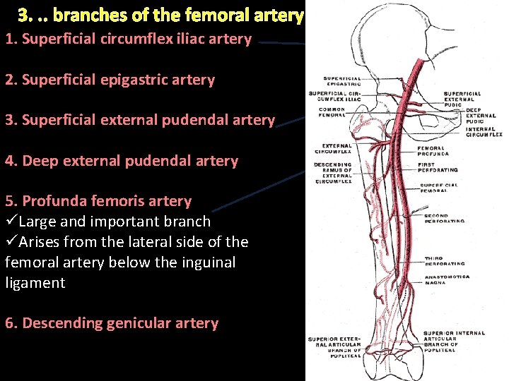 3. . . branches of the femoral artery 1. Superficial circumflex iliac artery 2. 3. . . branches of the femoral artery 1. Superficial circumflex iliac artery 2.