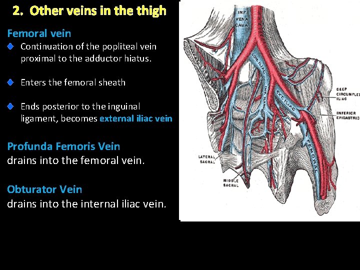 2. Other veins in the thigh Femoral vein Continuation of the popliteal vein proximal 2. Other veins in the thigh Femoral vein Continuation of the popliteal vein proximal