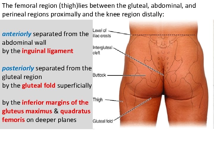 The femoral region (thigh)lies between the gluteal, abdominal, and perineal regions proximally and the The femoral region (thigh)lies between the gluteal, abdominal, and perineal regions proximally and the