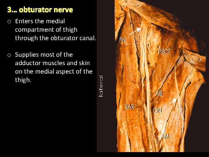 3… obturator nerve o Enters the medial compartment of thigh through the obturator canal. 3… obturator nerve o Enters the medial compartment of thigh through the obturator canal.